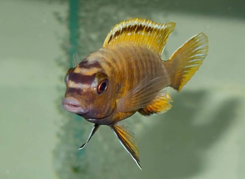 Tropheops sp. 'red fin' Hai Reef